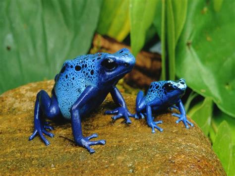 World's Amazings: Worlds Most Beautiful But Poisonous Frogs