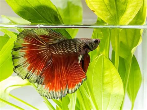 Do Betta Fish Sleep? | Fishkeeping World