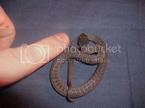 Kingsnake.com - Herpforum - Herald snake care sheet