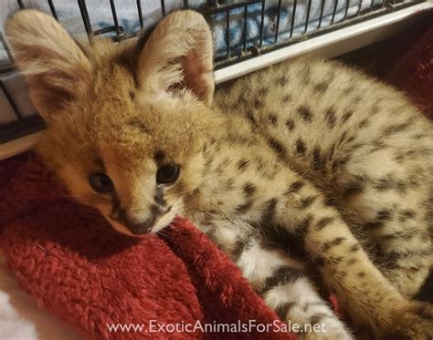 Serval baby male for Sale