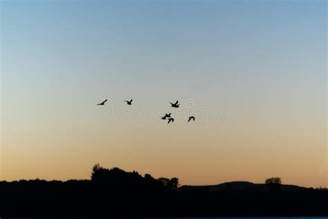 Background Sky with Silhouette Flying Birds Stock Image - Image of pattern, silhouettes: 274133565