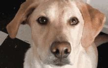 Shocked Dog GIFs | Tenor