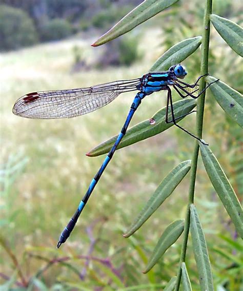 Odonata - Alchetron, The Free Social Encyclopedia