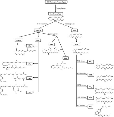 Biosynthesis of prostaglandins. They are biosynthesized from the ...