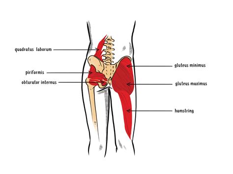 Deep Dive into the Anatomy of the Hip Flexor Muscles - Hip Hook by Aletha