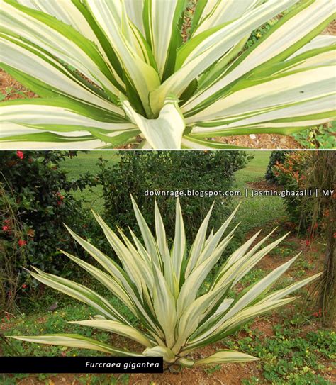 The World is Just Awesome!: Furcraea gigantea