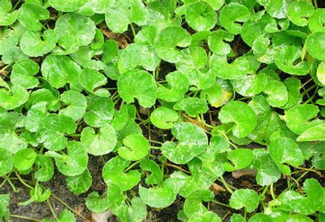 Health Benefits of Centella Asiatica - Properties & Uses