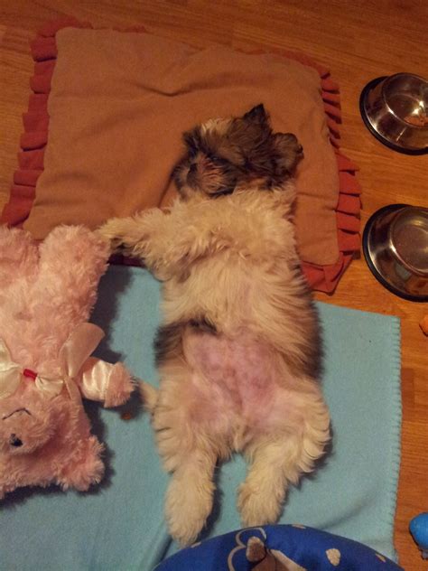 Shih tzu sleeping | Shitzu dogs, Spaniel puppies, Shih tzu