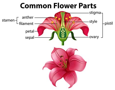 Labeled Parts Of A Flower