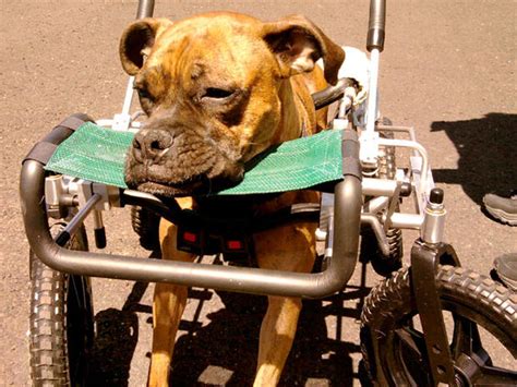 Paralyzed pets rock their wheels: 30 awesome animals - CBS News