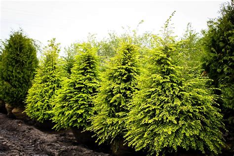 Canadian Hemlock For Sale Online | The Tree Center