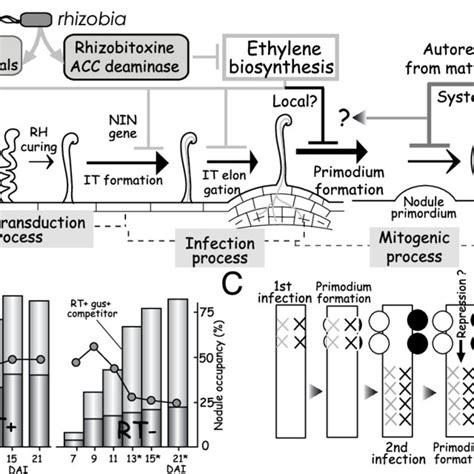 Nodulation by rhizobia. (A) Scheme of chemical signal exchanges and ...