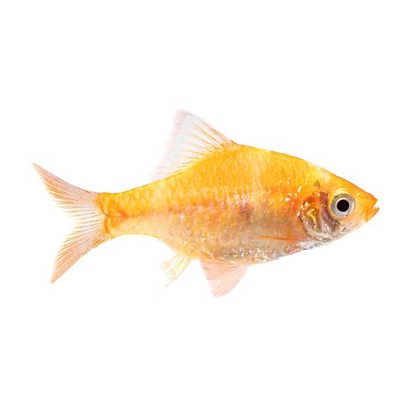 Albino Tiger Barb for Sale: Order Online | Petco