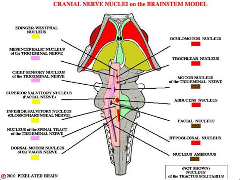 Pixelated Brain: Module 9, Section 1 - The somatic efferent cell column