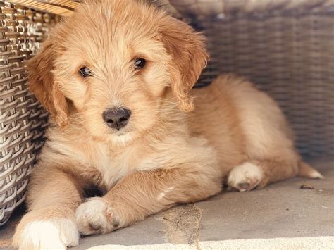 Mini Goldendoodles - FAQ & More About This Adorable Breed - Labrador Wise