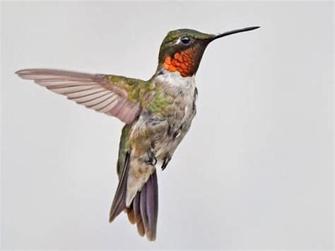 Ruby-throated Hummingbird | Celebrate Urban Birds