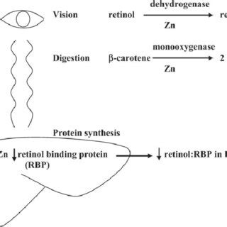 (PDF) Provitamin A Carotenoid Bioavailability: What Really Matters?