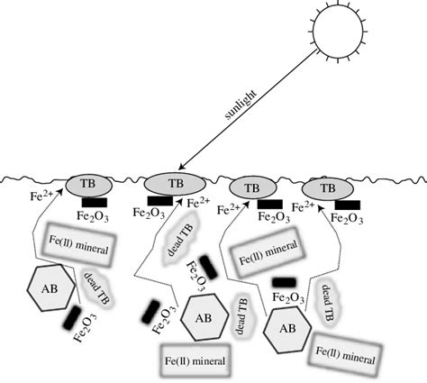 Schematic of soil with ecosystem based on anoxygenic photosynthesis.... | Download Scientific ...