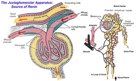 Describe the Role of the Juxtaglomerular Complex - Derek-has-Ferrell