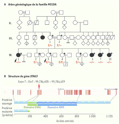 Identification d'une mutation du gène STAG3 dans une famille... | Download Scientific Diagram