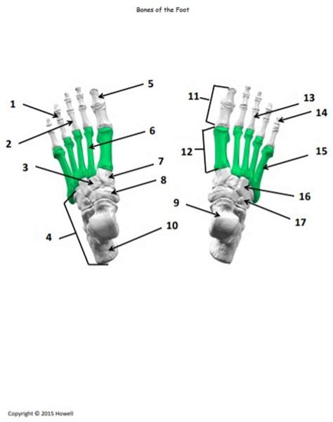 Bones of the Foot Identification Quiz or Worksheet - Amped Up Learning