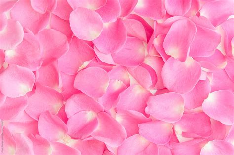 "Pink Rose Petal Background" by Stocksy Contributor "Pixel Stories ...