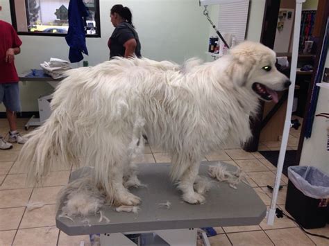 Walter the Great Pyrenees before and after. | Dog groomers, Great ...