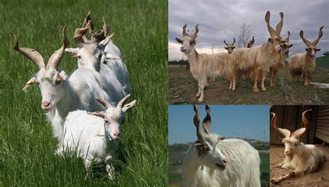 10 Goat Breeds that have Long Hair