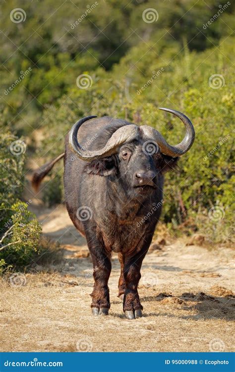 African Buffalo in Natural Habitat Stock Photo - Image of park, outdoor: 95000988