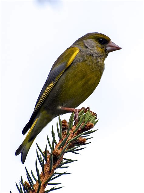 Greenfinch,fink,bird,songbird,garden bird - free image from needpix.com