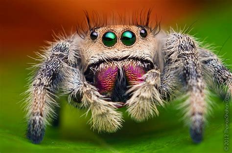 Stunning Macro Photos Of Jumping Spiders by Thomas Shahan | Jumping ...