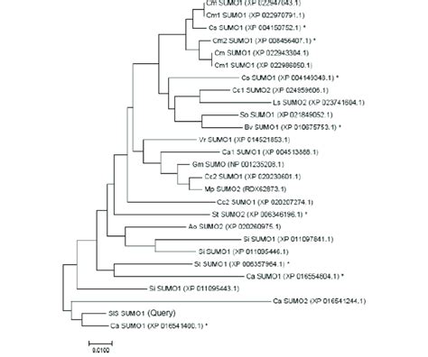 The phylogenetic tree of Tomato SUMO family with different 26 SUMO... | Download Scientific Diagram