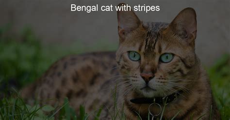 Bengal cat with stripes - My Wild Cat Life