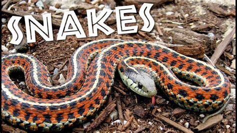 All About Snakes for Kids: Learn about Snakes for Children - FreeSchool ...