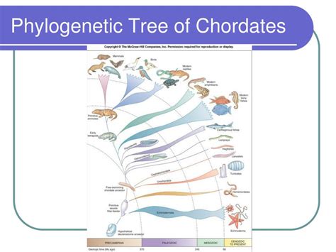 PPT - Chordates PowerPoint Presentation, free download - ID:369796