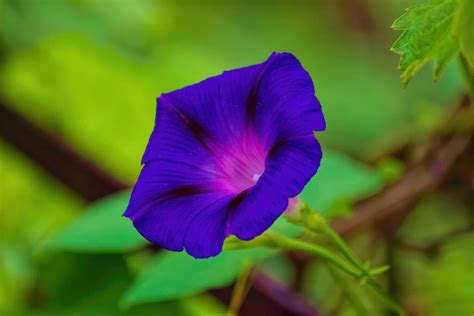 Growing Morning Glory Flowers: How to Plant and Care