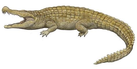 The terrible crocodile, Deinosuchus (1909) Phylum : ChordataClass : Reptilia Superorder ...