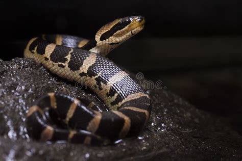 Common Puff-faced Water Snake, Homalopsis Buccat. Stock Image - Image of snake, nature: 153694095