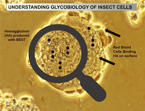 Glycobiotechnology of the Insect Cell-Baculovirus Expression System ...