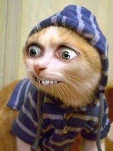 Funny Ugly Cat Pics - Cat Mania