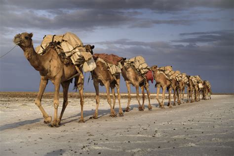 Camel caravan in the desert Stock Photo 02 free download