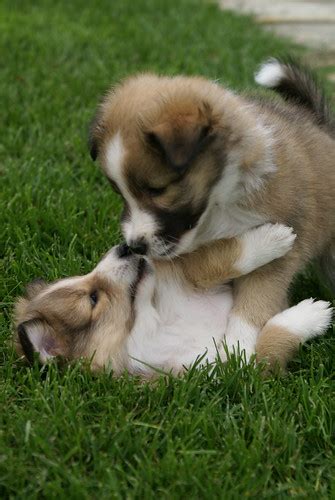 Playing Sheltie puppies | Flickr - Photo Sharing!