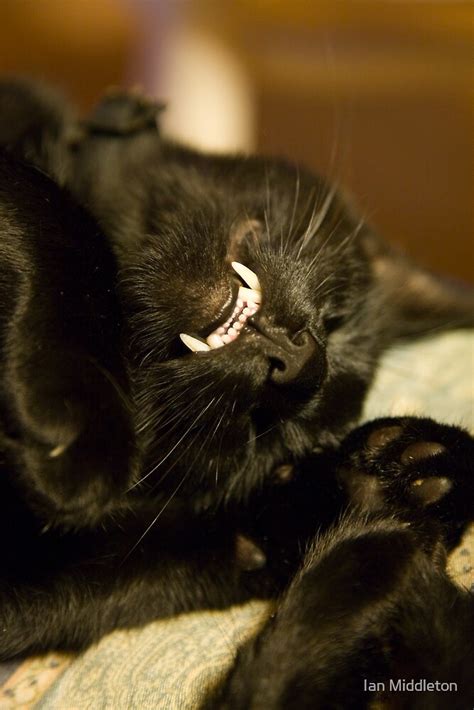 "Black cat showing its vampire teeth" by Ian Middleton | Redbubble