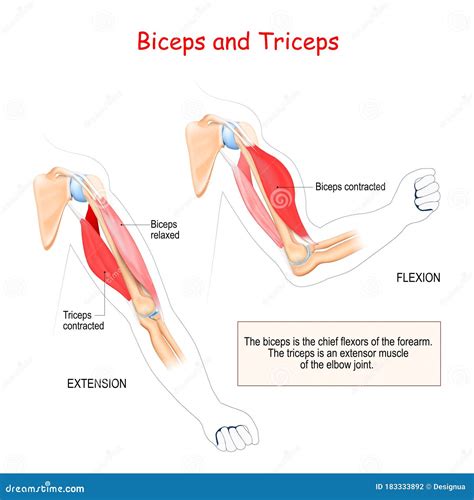 Biceps And Triceps Anatomy Vector Illustration | CartoonDealer.com ...