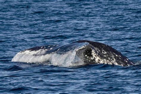 Dana Point Whale Watching Capital Of The World - San Diego Explorer