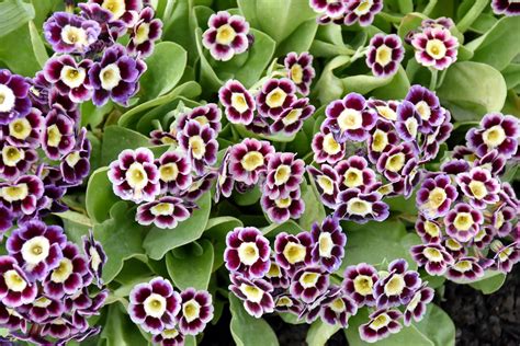 How To Grow Auriculas - Begin By Growing Border, Garden Or Alpine Types ...