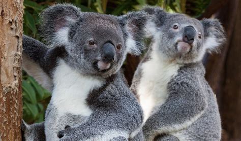 Advice from the most romantic Australian animals