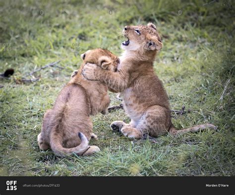 Lions cubs play fighting stock photo - OFFSET