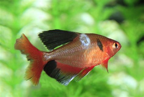 4 Common Fish Diseases: How to Avoid Them » Petsoid