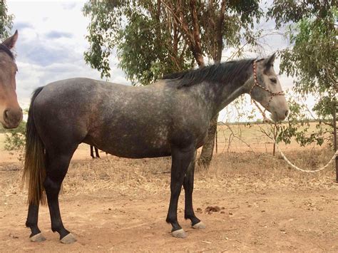 Australian Stock Horses For Sale - Page 1